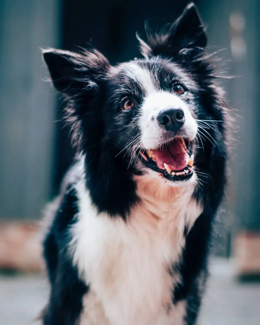 McLean Veterinary Sports Medicine Dog Rehab